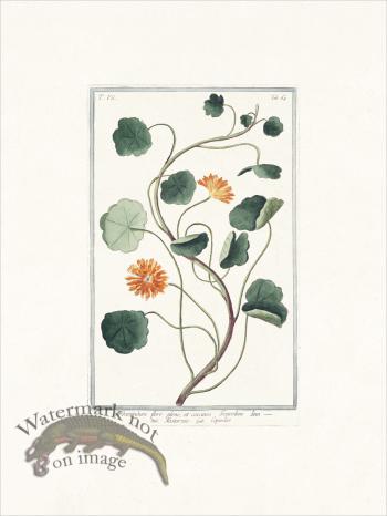 Bonelli 664 Capuzine